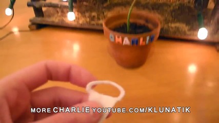 Весела Коледа от една мухоловка !!!