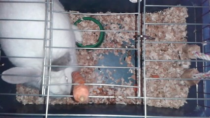 Заек хапва морков