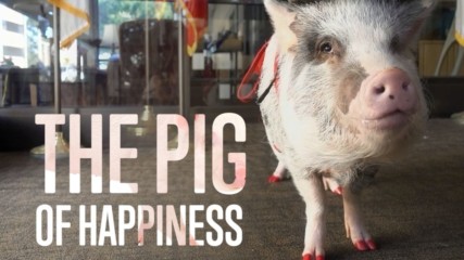 Animal Therapy: Meet Lilou the Pig