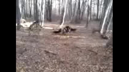 breznica-lov na prase