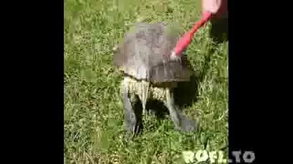 Смях - танцуваща костенурка