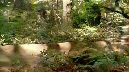[mtb] Mountainbike Freeride Mix in Hd