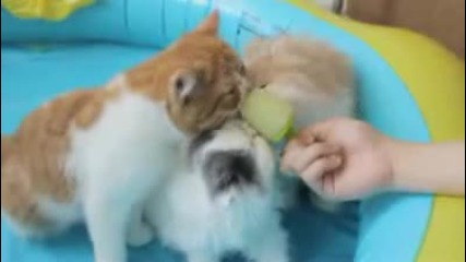 Pets enjoy Honeydew Popsicle 
