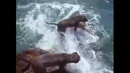 pit bulls от остров Мауи