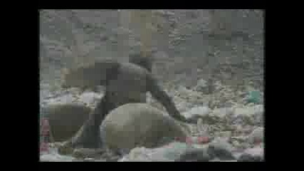 The Christians - Harvest For The World