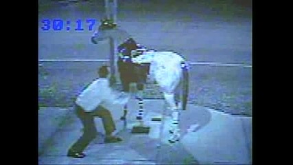 Drunken Man Mounts Fake Horse