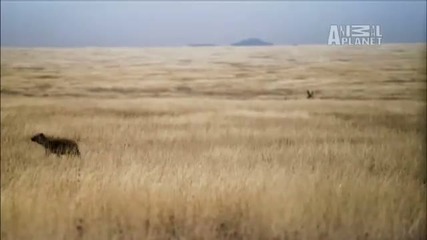Wild Kingdom - Hyena Steals Cheetah Kill 