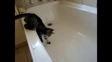Котка в вана - смях 