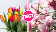 ТЕСТ: Пролетта дойде! Какво знаеш за най-известните цветя?