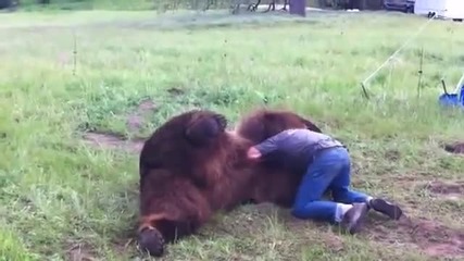 Срахотно видео човека и мечката голям и едър домашeн. Любимец