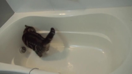 Котето Мару си играе във ваната .. Сладък Пухчо ..
