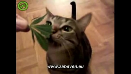 Котка яде канабис 