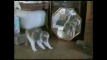 Смешни и луди котки