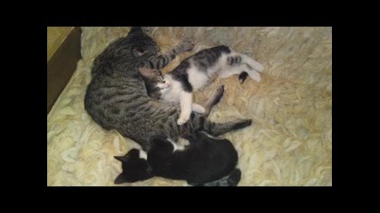 cats tango!