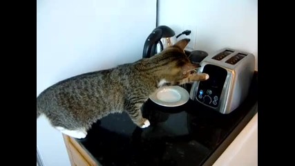 Котка и тостер