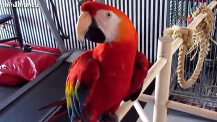 Забавни папагали - компилация