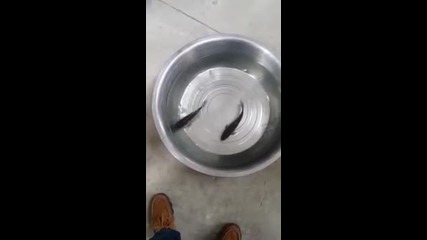 Топла вода върна замръзнала риба към живота