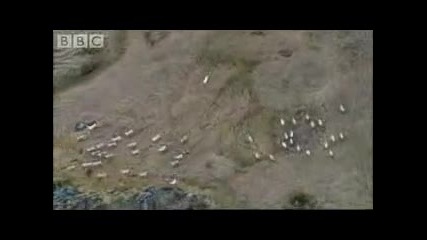 Wolves