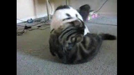 Котка срещу котенце