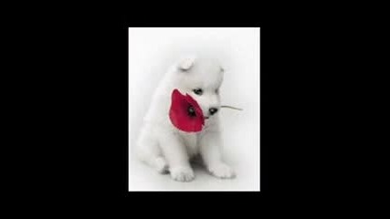 Selena Gomez - Magic /dogs/