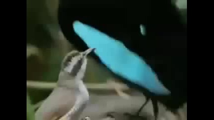 животните псуват яко
