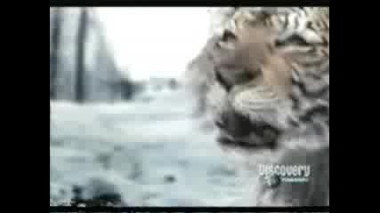 Тигър Срещу Мечка