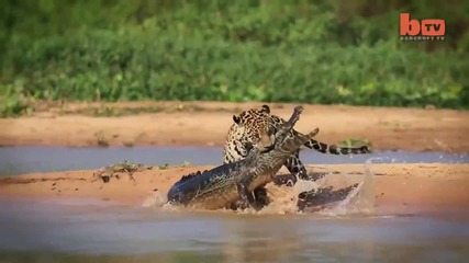 Ягуар напада и убива един от най-големите крокодили в Света - черният Кайман ..