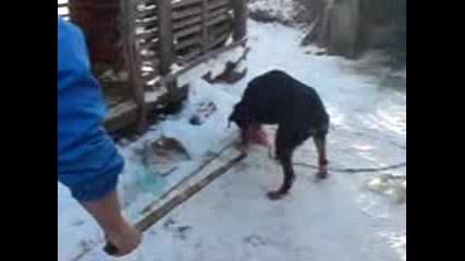 Бруно 