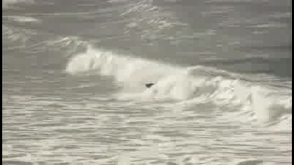 Тюлени сърфират