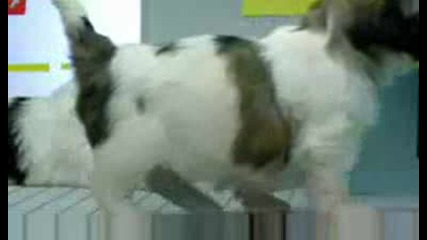 38 Cute Animals,  1 Cool Screen,  8 Different Uses