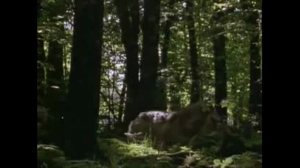 Wolf song Celtic version 