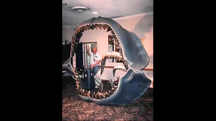 Megalodon - Worlds Biggest Shark