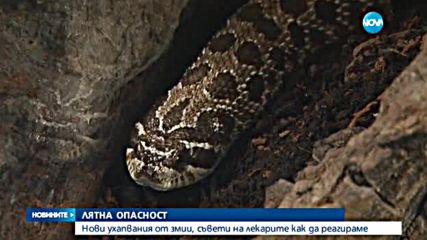 Нов случай на ухапан от змия в Пловдивско