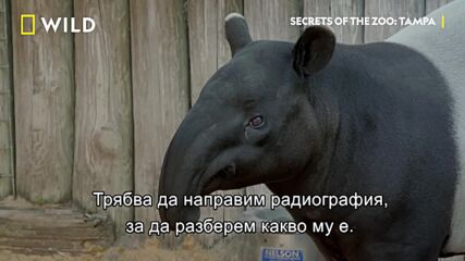 Тапирът Албърт | Тайните на зоопарка: Тампа | NG Wild Bulgaria