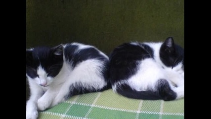 animals