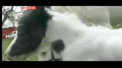 Най - малкия кон в света. 