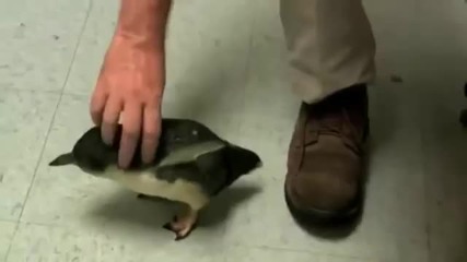Как реагира едно малко пингвинче, когато го гъделичкат