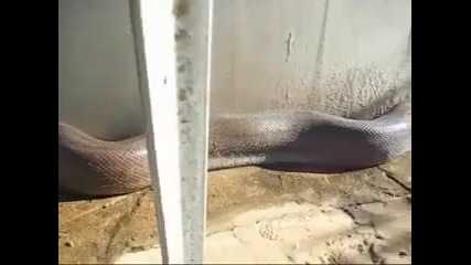 Най - голямата намерена (мъртва) змия на света 
