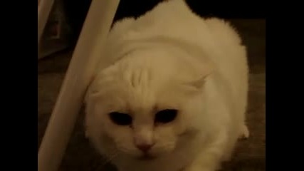 Не галете това коте 