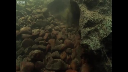 риболов с корморани - Планета Земя - Видео - - Bg Flash