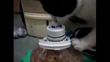 Побъркало се коте от глад