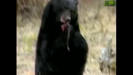 Animal Face - Off Alligator vs. Black Bear