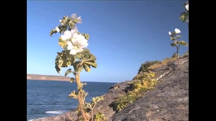 *изумително*за първи път морски лъв атакува октопод 
