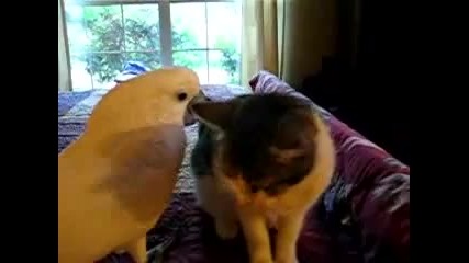 Папагал се закача с котка