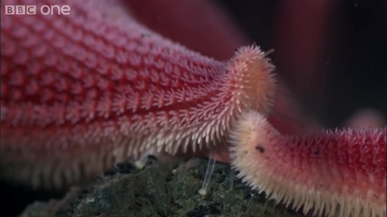 Животът на червеи и морски звезди