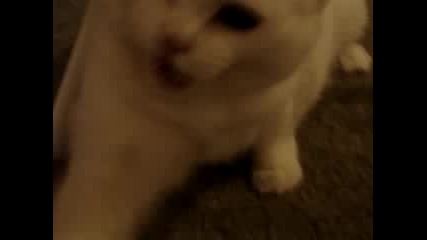 Dont Pet This Kitty!! Pt. 1