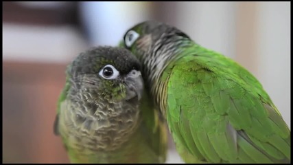 Красивата любов на папагалите.•(уникални са)