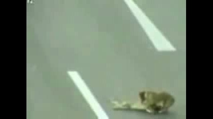 Куче Герой