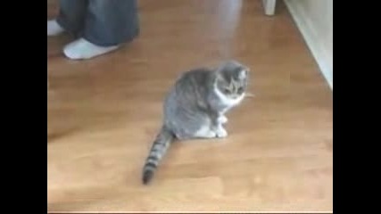 мъртво Пияна Котка