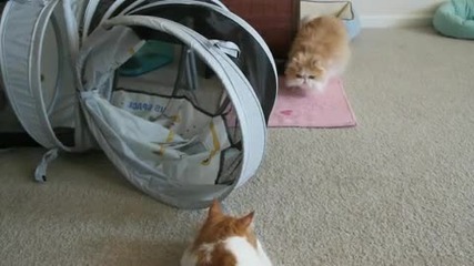 Коте нинджа